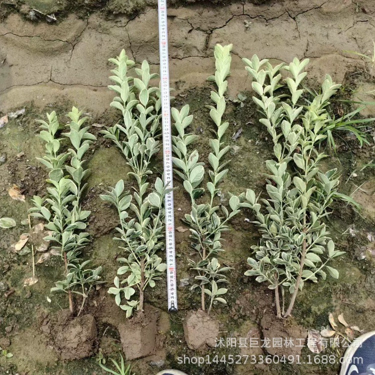 Пномпень Восточные зеленые саженцы Уличное озеленение Саженцы самшита в чашках Полные характеристики Саженцы самшита Пномпень