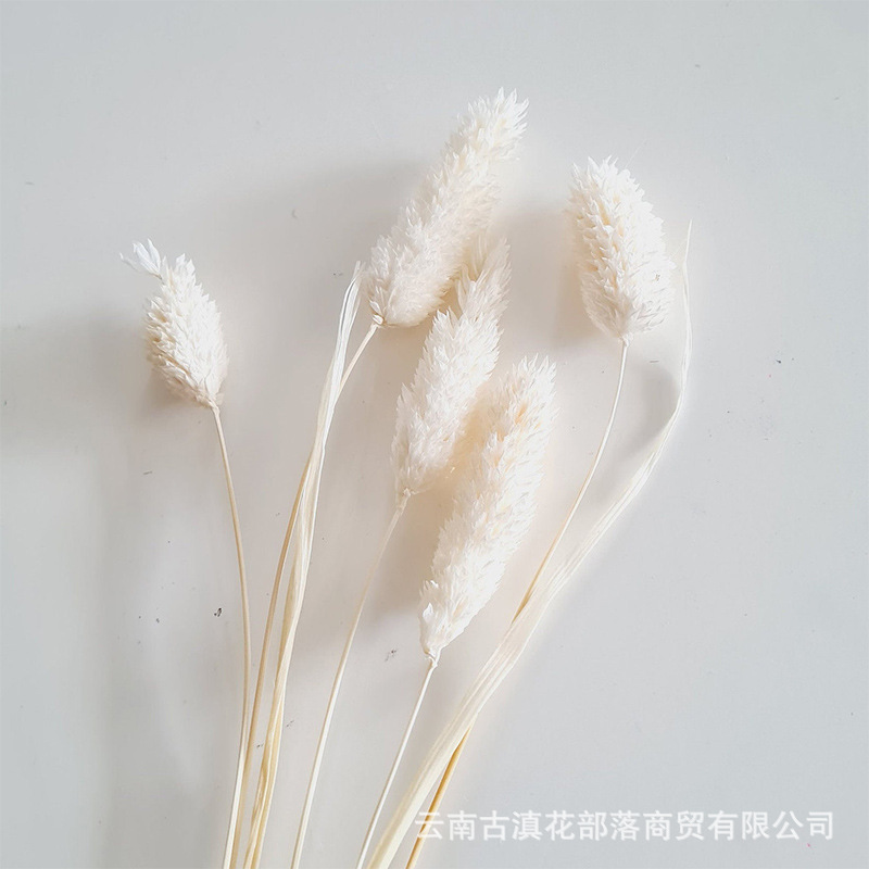 50 흰색 보석 잔디