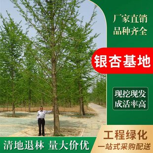 �y��֮�l ����ֱ�N �y�� �y�Ә� �y�Ә��� ���~��䌍���޽ӽY��