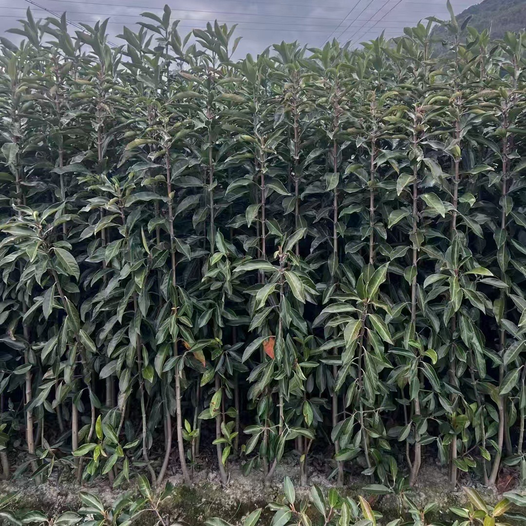 基地出售青珊瑚绿篱 法国冬青各种规格工程别墅围栏篱笆成活高