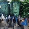 Happy Tree Green Plant wholesale multi -layer green interior office hotel shape is easy to live, live, dry and bright
