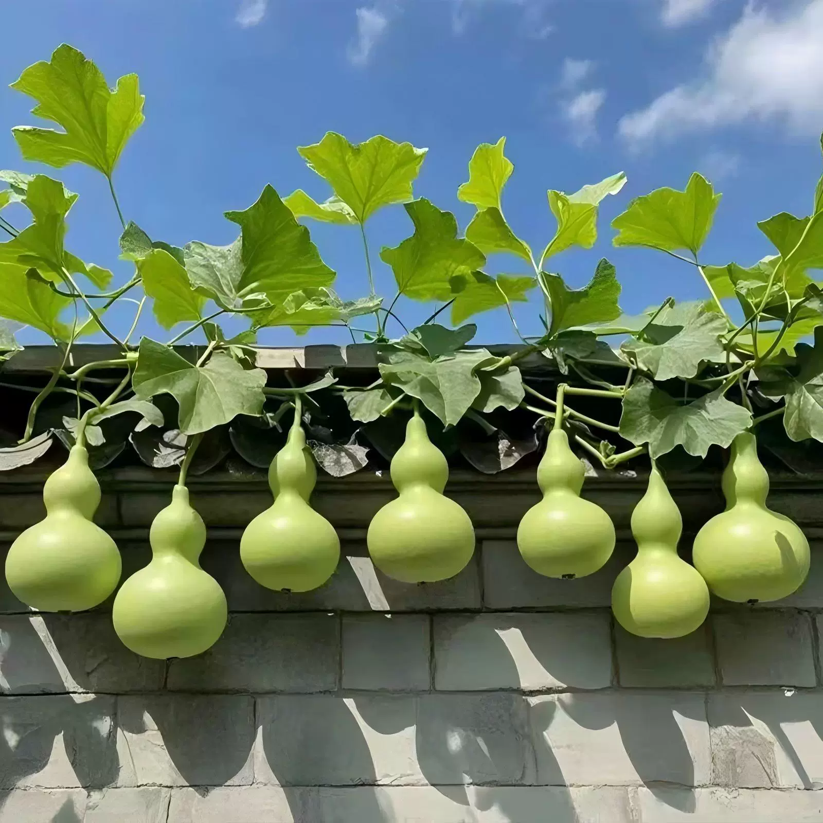 手捻小葫芦文玩葫芦种子四季播种阳台盆栽庭院遮阴爬藤植物种籽