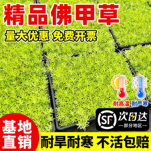 Buddha's Grass Seedlings, Golden Leaves, Buddha's Grass Turf, Huangjiyan Weeping Grass, Chinese Sedum, Cold-Resistant Ground Cover Plants