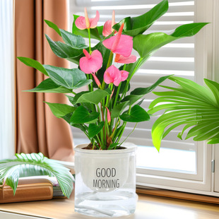 �t�Ʒ��Ǝ����������Ի��ܾGֲˮ��һ���L��҃Ⱥ��Bֲ���ļ�����