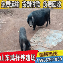 山东藏香猪大型养殖场 现货供应高产藏香猪种猪 种猪养殖效益怎样