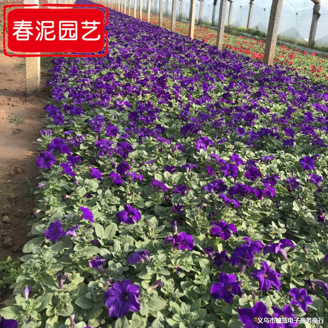 大红矮牵牛青州棚苗  玫红牵牛杯苗供应 成活率高的矮牵牛盆苗