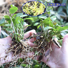 铁皮石斛裸苗小苗基地现拔现发源头大货批发苗圃园林花园装饰花批