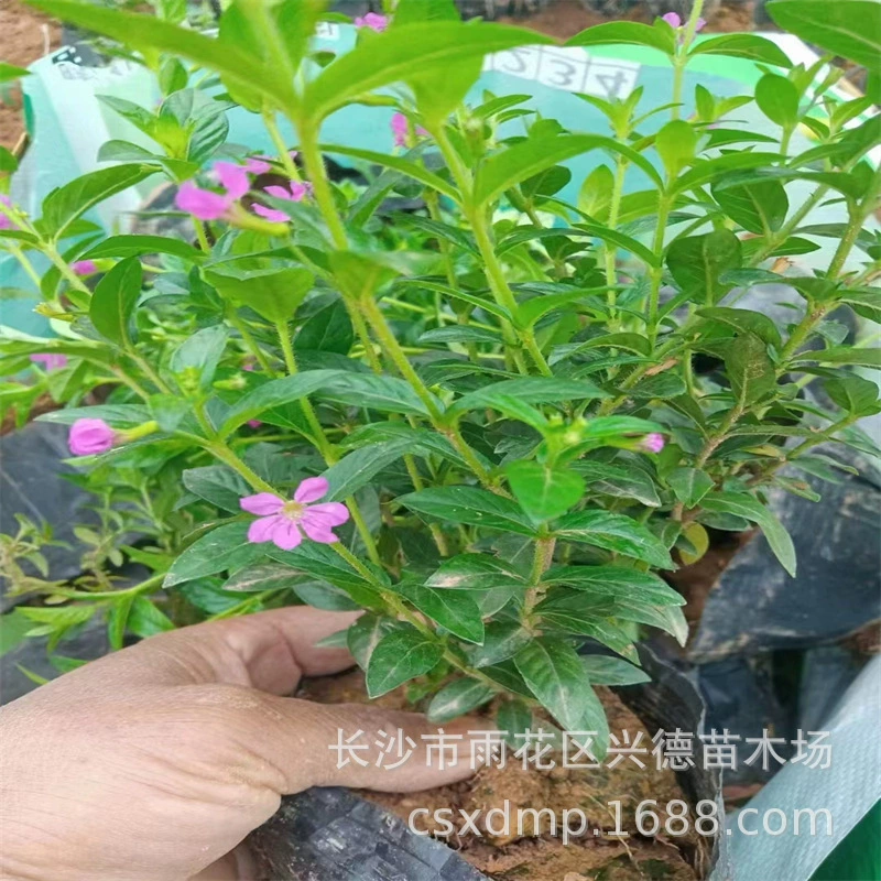 Оптовая продажа мелколистных цветов, саженцы гипсофилы, фиолетовые сигарные цветы в горшках, садовые цветочные бордюры, низкорослые живые изгороди