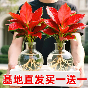 �����t����ʺ������҃�������Bˮ��С�Gֲ�m�ϑ����B��ֲ����B