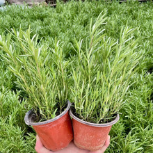 �Ե�������ţ���ð������ʳ�ñ����~���K���r�_�������ֲ���{��