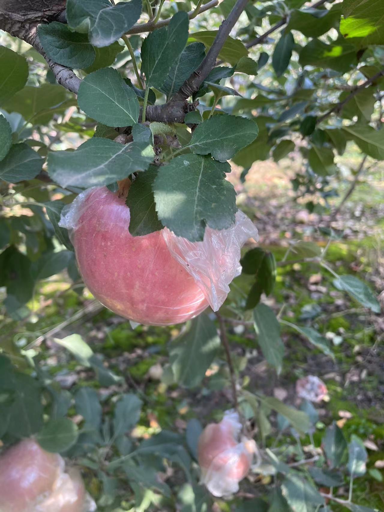 4c49b40b-ce4a-4e12-ae8c-a6f32d