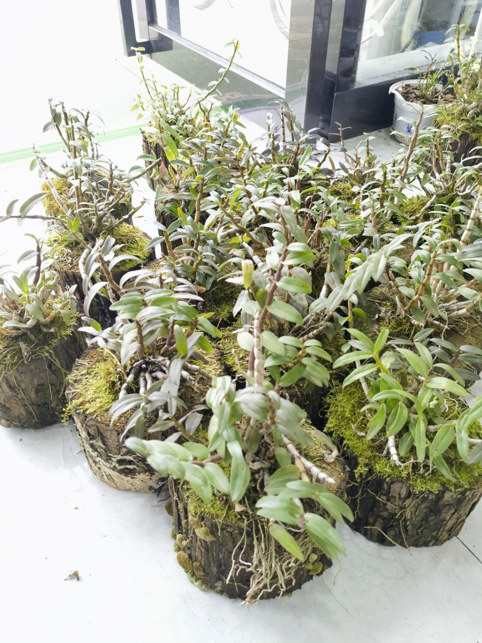 Huoshan Tie Pi Shi Hu Dendrobium Officinale Live Potted Orchid Indoor Decorative Green Plant in use