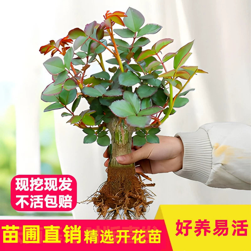 Саженцы роз Юньнань роз Саженцы горшечных деревьев цветут четыре сезона