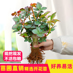 玫瑰花苗云南月季盆栽树苗四季开花老桩浓香花卉植物苗对版特大花