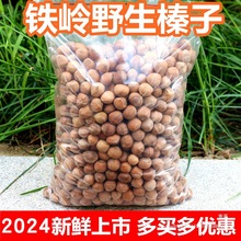 东北铁岭新鲜野生小榛子2024特产干果生榛子散装坚果生的榛子炒熟
