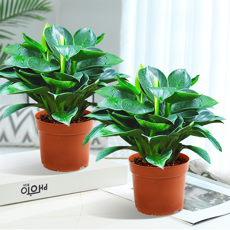 [화분 2개 권장] 금다이아몬드 3그루, 약 25cm (오리지널 흙화분) + 영양액