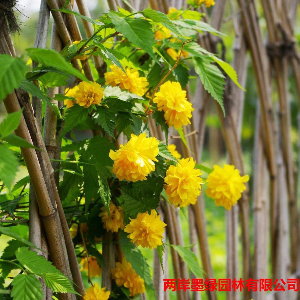 重瓣棣棠花苗 爬藤攀缘植物棣棠苗 室外庭院阳台盆栽耐阴灌木花卉