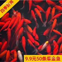 冷水淡水鱼金鱼夏季饲养指南及活体选购