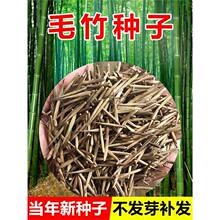 竹子种籽观赏北方矮竹子苗庭院紫竹黄金竹罗汉竹耐寒大型毛竹种子