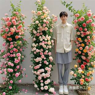 Rose Seedlings, Climbing Roses, Extra-Large Flower Climbing Plants, Four-Season Flowering Potted Roses, Florence
