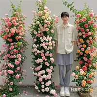 Розовые саженцы, вьющиеся розы, очень крупные цветочные вьющиеся растения, четырехсезонные цветущие розы в горшках, Флоренция