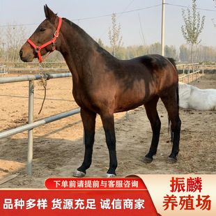 ������I����һЩ���T���R�� �ɹ��R ��Ѫ�R �R�������