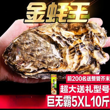 蚝王乳山生蚝鲜活新鲜牡蛎带壳 海鲜水产海蛎子顺丰10斤5XL