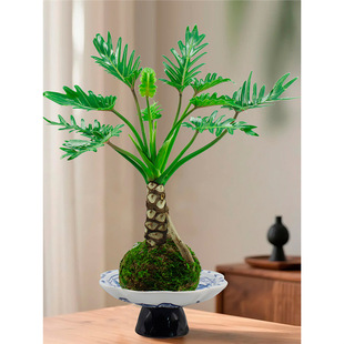 ���[��������̦�\���Ϙ��k���҃������ˮ��ֲ������՚�����Gֲ