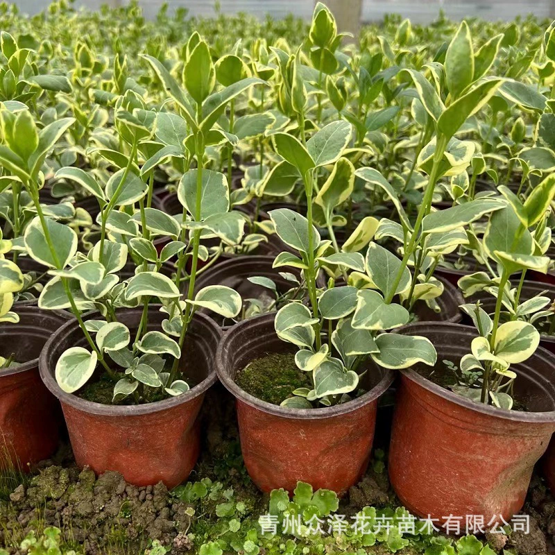 Мозаика Vine Changchun Вечногрин Восхождение ползучие Маленькие кустарники Парк Озеленение Инженерное растение Питательная чаша Двойная цветная чашка