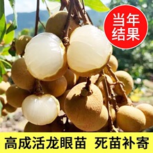 �V�|ʯ�{���ۘ��m�޽��箔��Y���ļ����ۘ���@���Թ�����玧�~