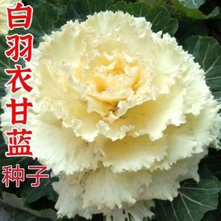 ��Ʒ�����ɫ���¸��{�N��ĵ���˷N���̨����ʳ���^�p�ÿ��׺÷N