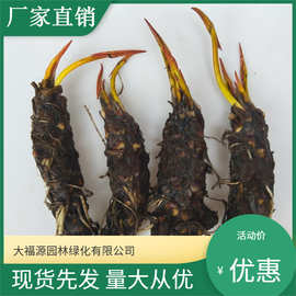 睡莲根块 水培睡莲 观赏型大睡莲花苗带花苞盆栽水养睡莲观叶植物