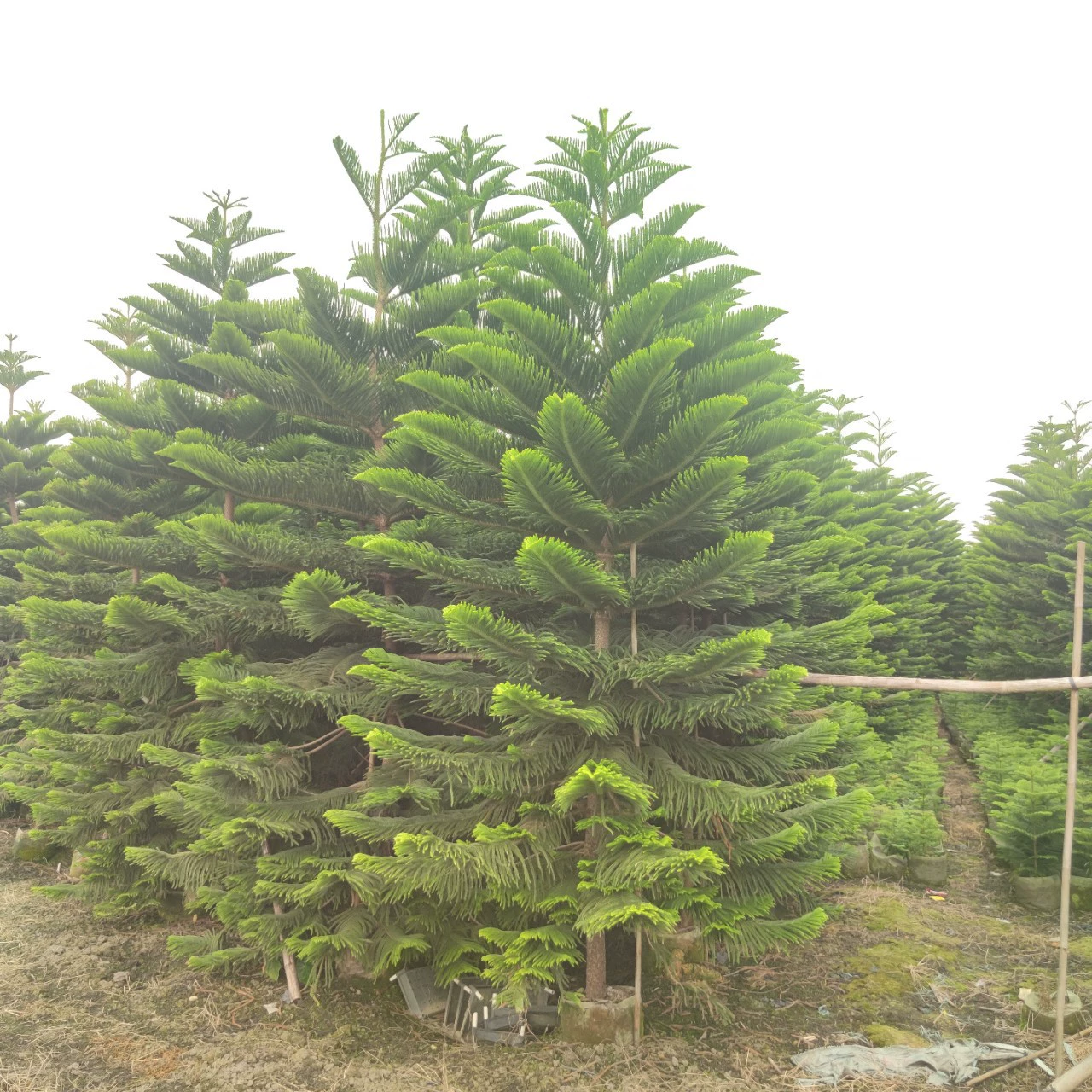 2311 саженцы база поставляет араукарии 5-7 м высотой 8-10 см Рождественская сумка саженцы вечнозеленое дерево