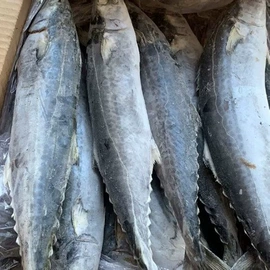 水产干货类;鱼类;海参