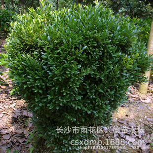 Wholesale Small Leaf Boxwood Balls 80-100-120cm Melon Seed Boxwood Balls Changsha Xingde Seedlings at Real Prices