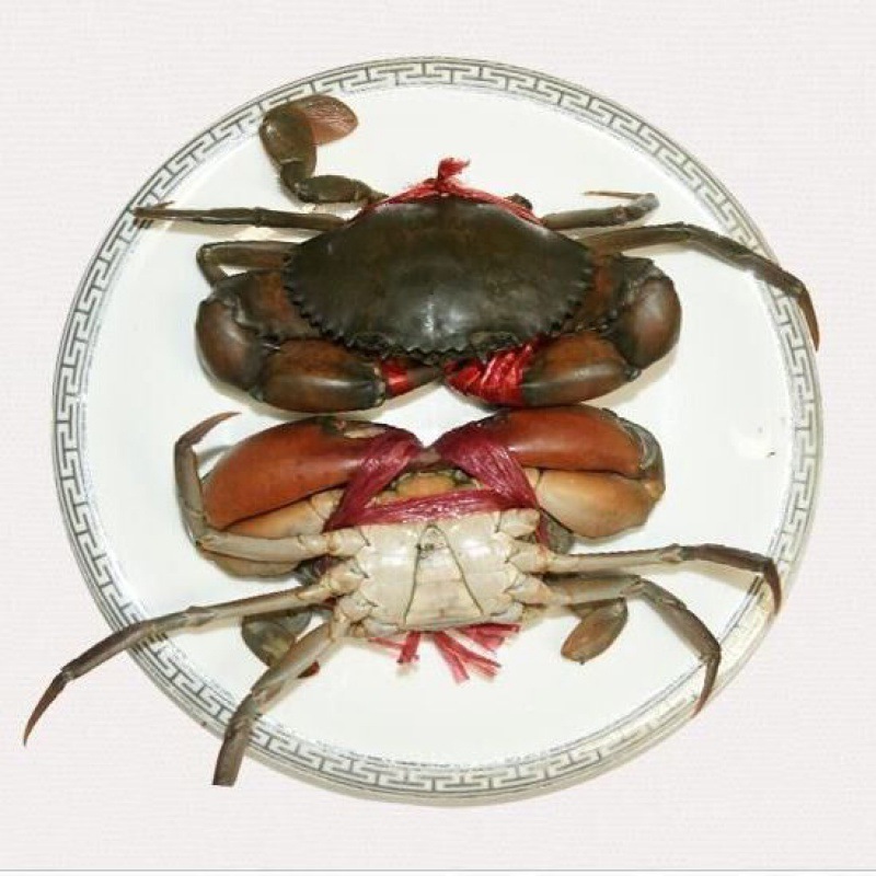 Scylla Fresh Myanmar wild Seafood Aquatic products Crab Hardshell Crab Virgin Large Crab Crabs