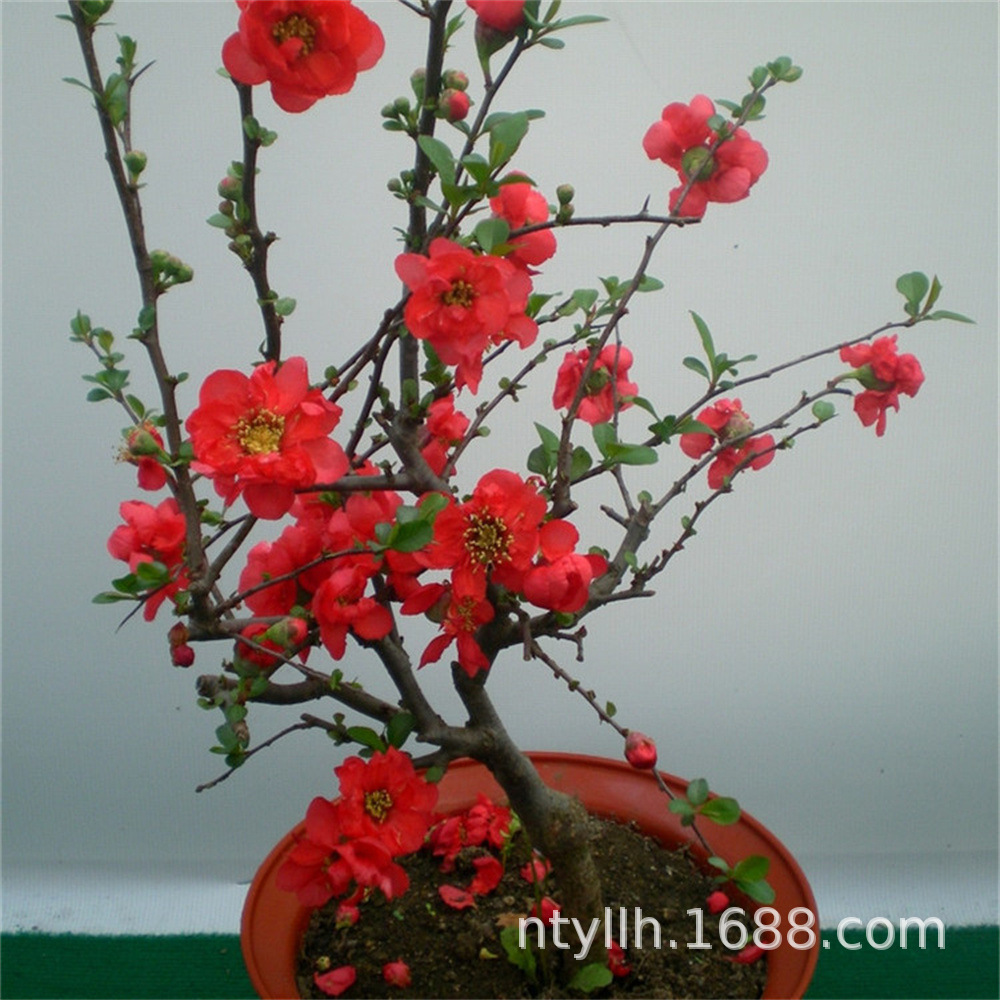 O1CN01BdSNXI2L1VbmHES1h_!!2212