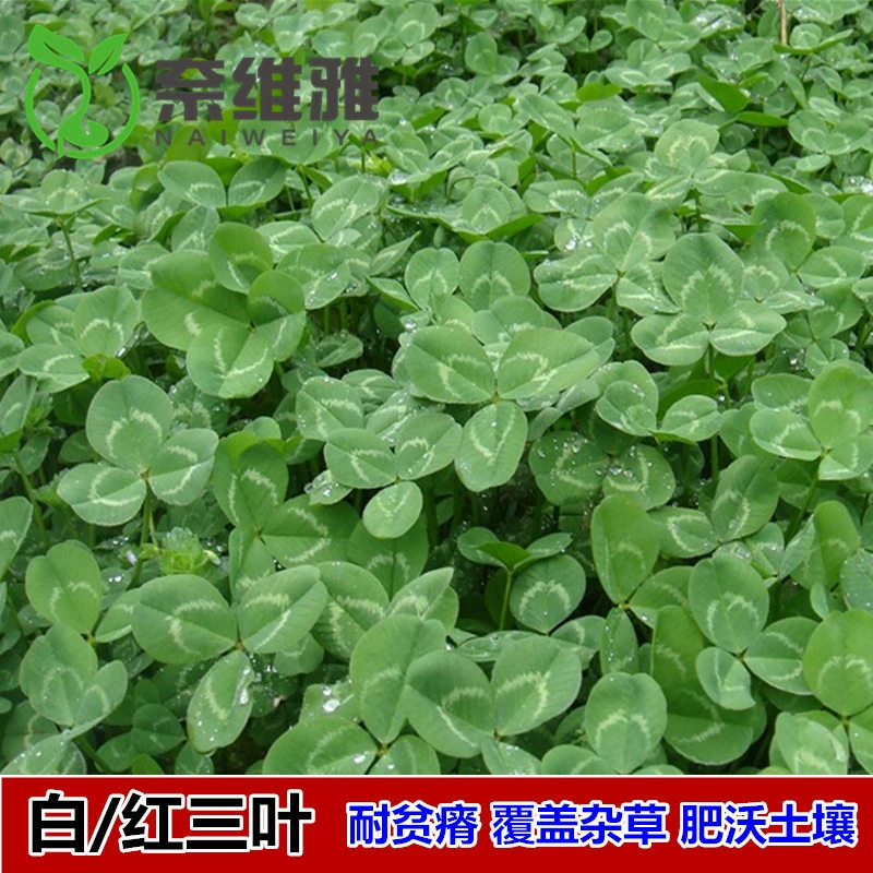 Легко выращиваемые семена четырёхсезонного клевера, импортные семена красного клевера, семена вечнозелёного газона, кормовые семена.