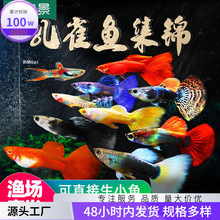 冷水金鱼活鱼耐养小型耐活热带凤尾孔雀鱼苗淡水斑马好养小鱼观赏
