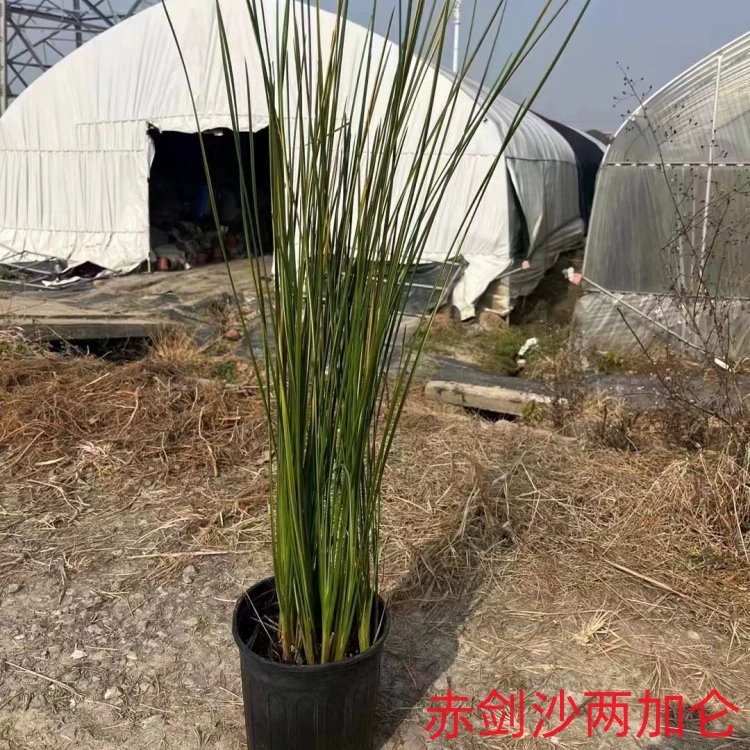 Красный меч, песок, двоегаллонный двор, общественное зеленение, зеленение реки, цветочное зеркало, соответствующее парку, зеленение у реки