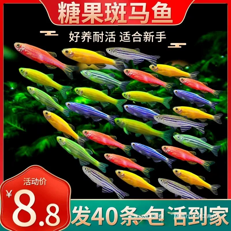 Малкий рыба tropical fish viewing fish butterfly wings long tail zebra fish, fish red green light, fish live fish fresh water is good for freshwater