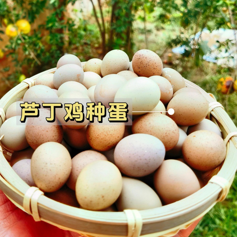 芦丁鸡变异蛋受精鸡网孵化批发种蛋迷你卢丁鸡德系红鸡可白瓦灰