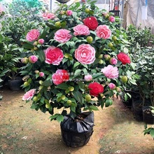 �������軨�����ļ�����ɽ�軨���҃�ֲ����B��ɫ�൤�����ͻ���