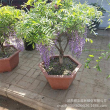 基地直销 紫藤苗 庭院别墅美化 多花紫藤 攀援花卉 爬藤植物