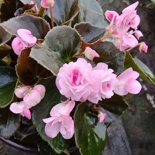 ���������ذ��ļ����Ļ��������̨ͥԺ�������������ﺣ�Ĳ�����