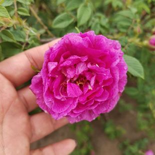 �༾÷ �ļ���õ  �G�hС�� �I�B���� �߶� 10-150����