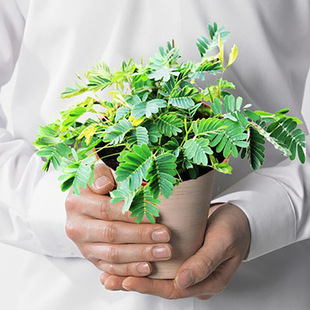 Mimosa Seeds, Shy Grass Potted Plant Package, Balcony Green Plant Flower Seeds, Mint Seeds, Easy to Grow in All Seasons