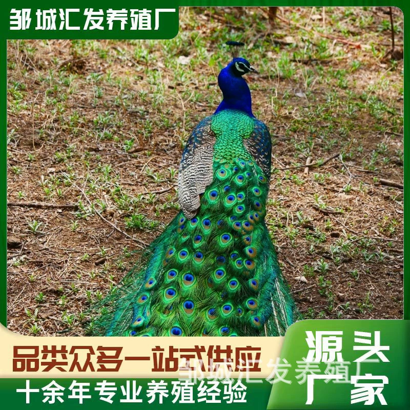 Большой хвост декоративный павлин оптовой продажи