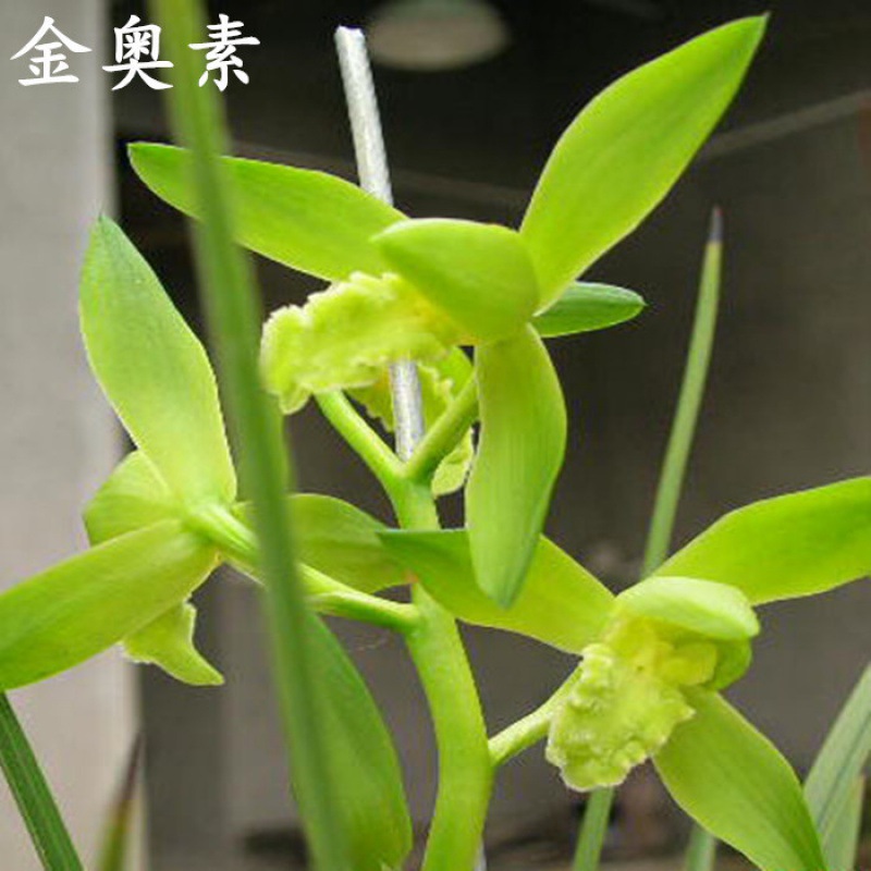 木纹草浓香蕙兰素心温州素 金奥素兰花苗国兰九头兰 花卉绿植小