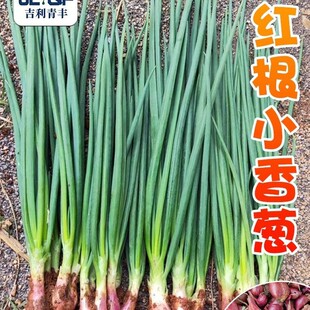 �t��С���[�N���[�N�t�[С�[�N��ԭ�b�ļ��߲˷N�Ӵ�ȫ�˷N�����l
